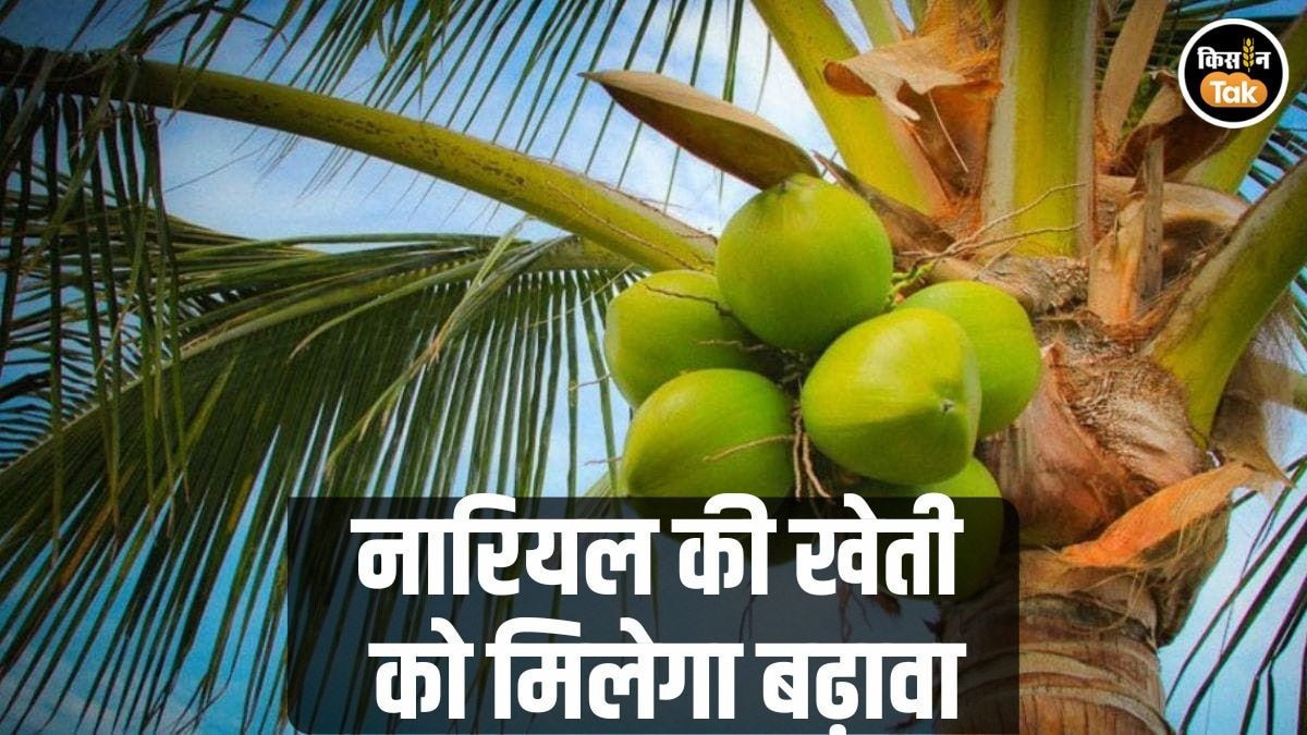नारियल की खेती