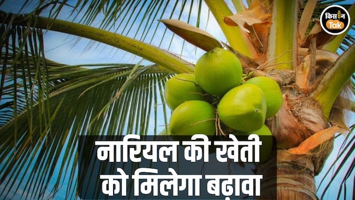 नारियल की खेती