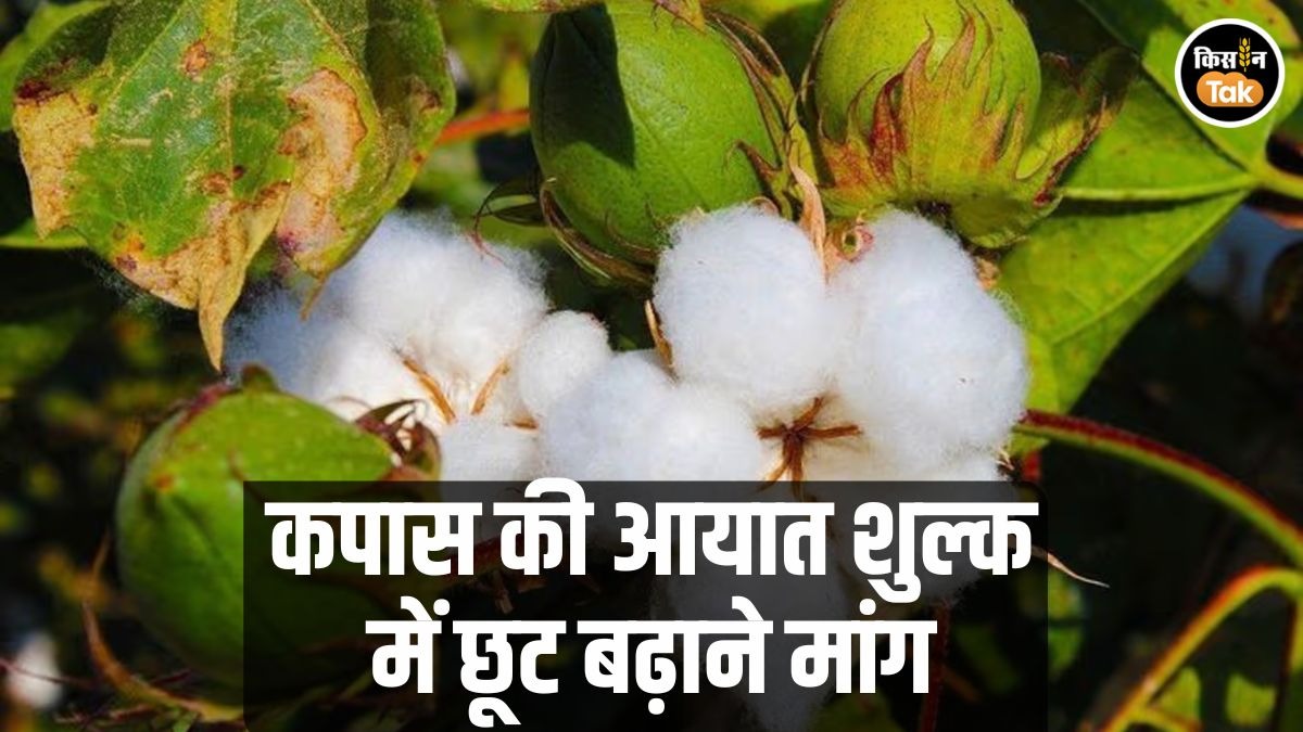 कपास के आयात शुल्क में छूट बढ़ाने की क्यों उठने लगी मांग, आखिर क्या है वजह?   
