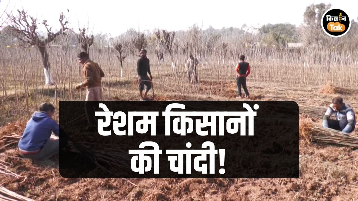 Mulberry Farming: जम्मू-कश्मीर में रेशम उत्पादन को लगी बूस्टर डोज,  5,000 से ज्यादा किसानों के लिए हुआ इतना बड़ा काम