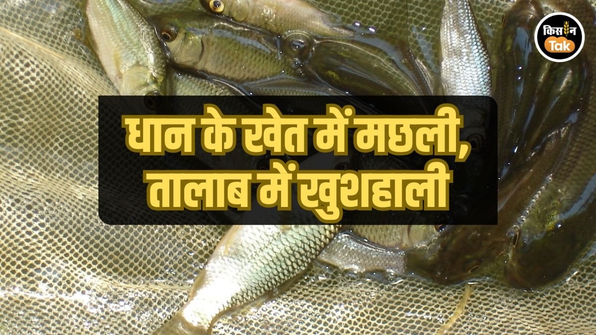 ICAR–IISWC ने दिखाया मछली पालन का भविष्य