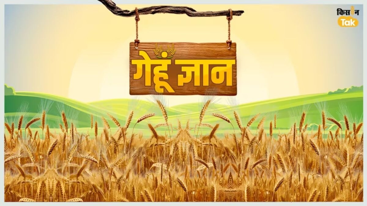 गेहूं में लगने वाले रोग और खरपतवार