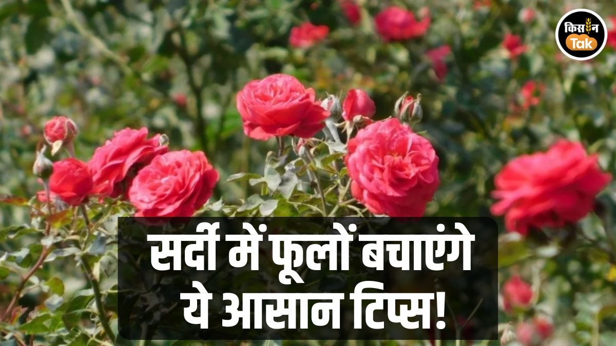 फूलों की खेती के टिप्स