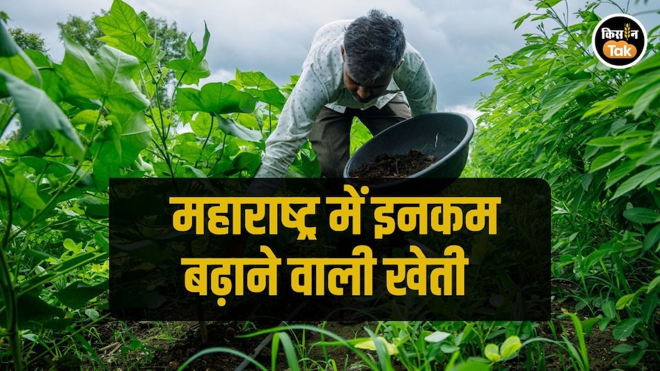 नैचुरल खेती करने वाले महाराष्ट्र के किसान भारत को कैसे बनाएंगे ग्लोबल लीडर, जानें नैचुरल खेती करने वाले महाराष्ट्र के किसान भारत को कैसे बनाएंगे ग्लोबल लीडर, जानें