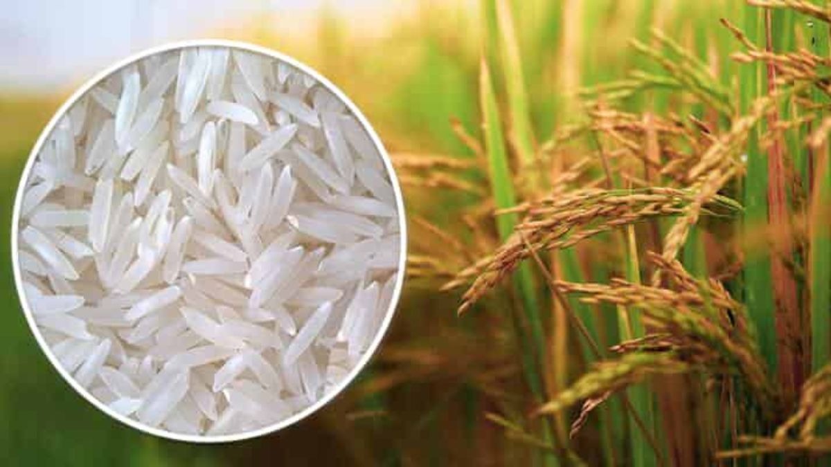 धान किसानों के लिए ऐतिहासिक सौगात