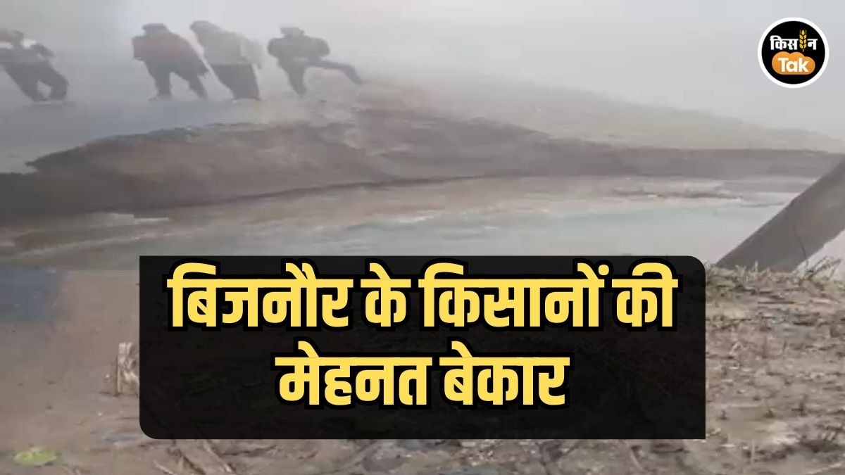बिजनौर में नहर टूटने से खेतों में पानी, गेहूं और सरसों की फसलें बर्बाद