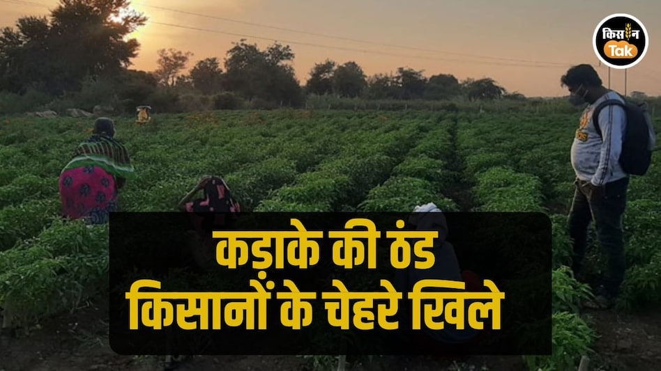 Maharashtra Farmers: महाराष्ट्र में कड़ाके की ठंड, फिर भी क्यों खिले हैं किसानों के चेहरे, जानें Maharashtra Farmers: महाराष्ट्र में कड़ाके की ठंड, फिर भी क्यों खिले हैं किसानों के चेहरे, जानें