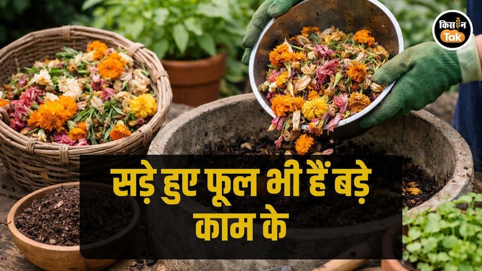 Organic Farming: सड़े हुए फूलों से बनेगी ऐसी खाद, ऑर्गेनिक खेती में आएगी नई जान, जानें कैसे Organic Farming: सड़े हुए फूलों से बनेगी ऐसी खाद, ऑर्गेनिक खेती में आएगी नई जान, जानें कैसे