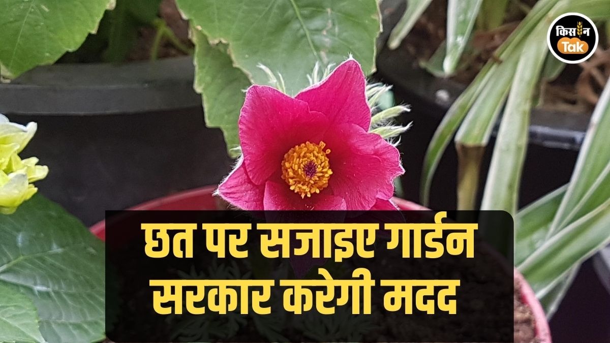 Rooftop Gadening: यूपी में छत पर उगाइए ऑर्गेनिक सब्जियां, सरकार की तरफ से मिल रही है मदद 