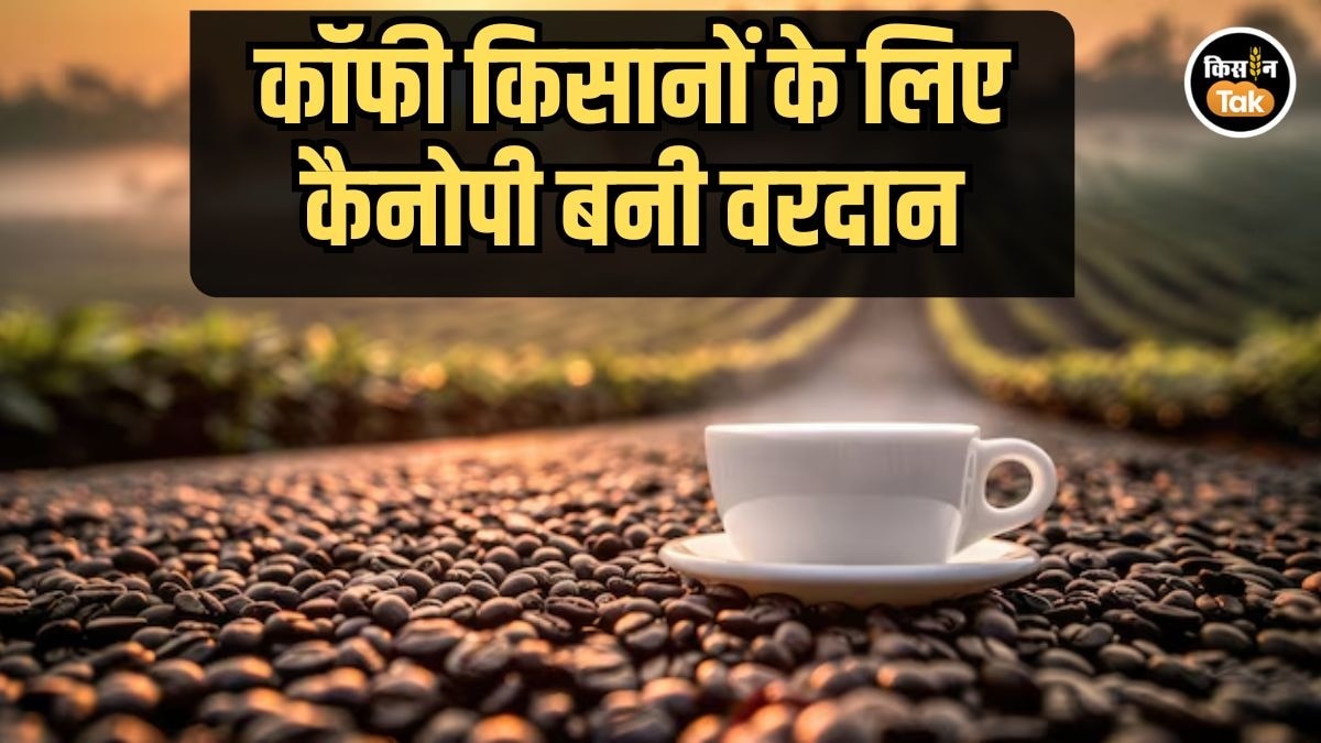 Coffee Crop: कैनोपी से बदलेगी कॉफी की खेती, छोटे किसानों के लिए बड़ी तकनीक