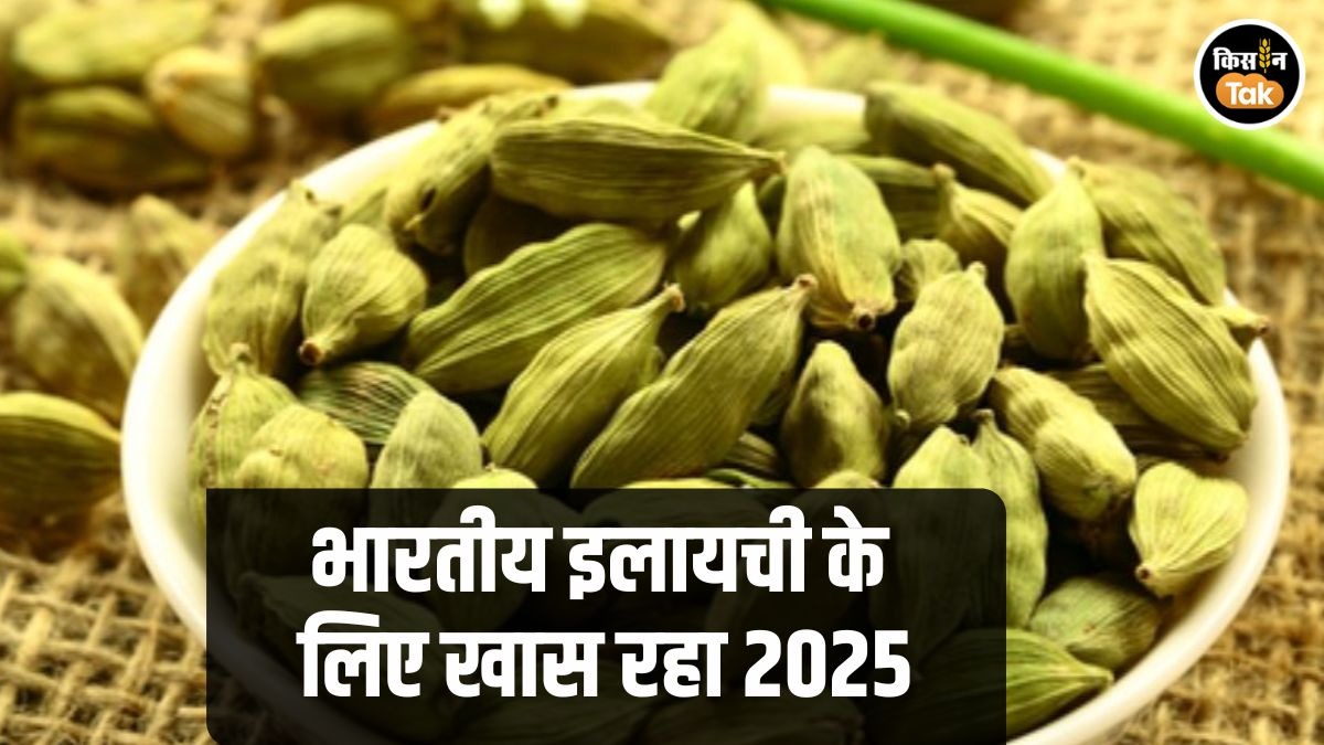 Elaichi Price: इलायची किसानों के लिए कैसा रहा साल 2025? जानें कितना मिला भाव