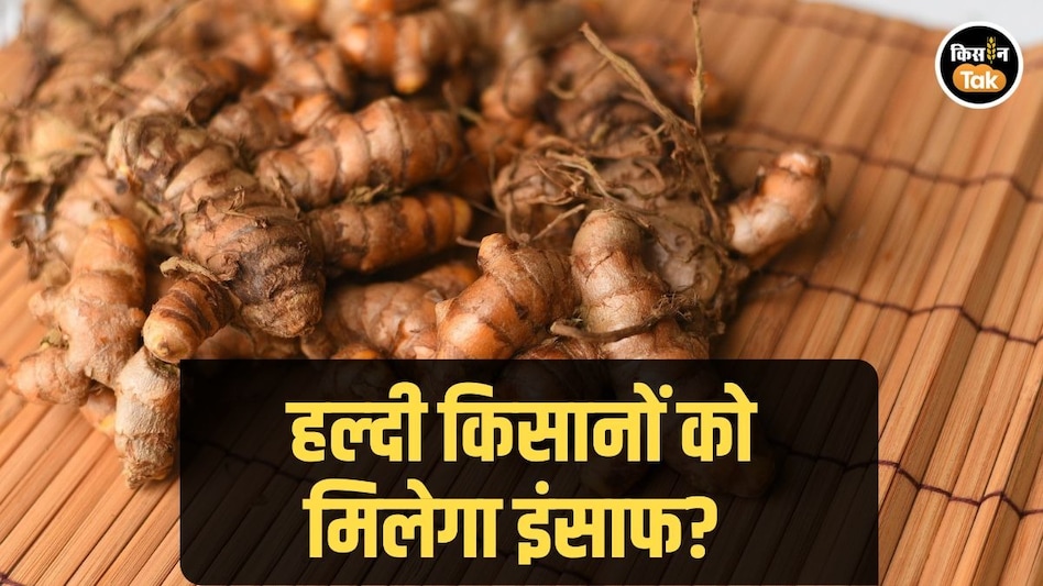 Turmeric Farmers: महाराष्ट्र के हल्दी किसानों को मिलेगा इंसाफ, लड़ी जाएगी कानूनी लड़ाई का ऐलान Turmeric Farmers: महाराष्ट्र के हल्दी किसानों को मिलेगा इंसाफ, लड़ी जाएगी कानूनी लड़ाई का ऐलान