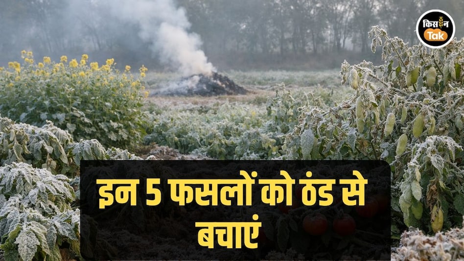 Cold Wave: इन 5 फसलों के लिए ज्यादा ठंड और पाला है सबसे बड़ा खतरा, जानें क्यों Cold Wave: इन 5 फसलों के लिए ज्यादा ठंड और पाला है सबसे बड़ा खतरा, जानें क्यों