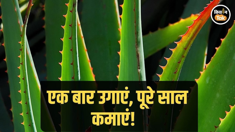 Aloe Vera Farming: इस एक चीज की खेती यानी पैसा ही पैसा, जानें कैसे बनें मालामाल Aloe Vera Farming: इस एक चीज की खेती यानी पैसा ही पैसा, जानें कैसे बनें मालामाल