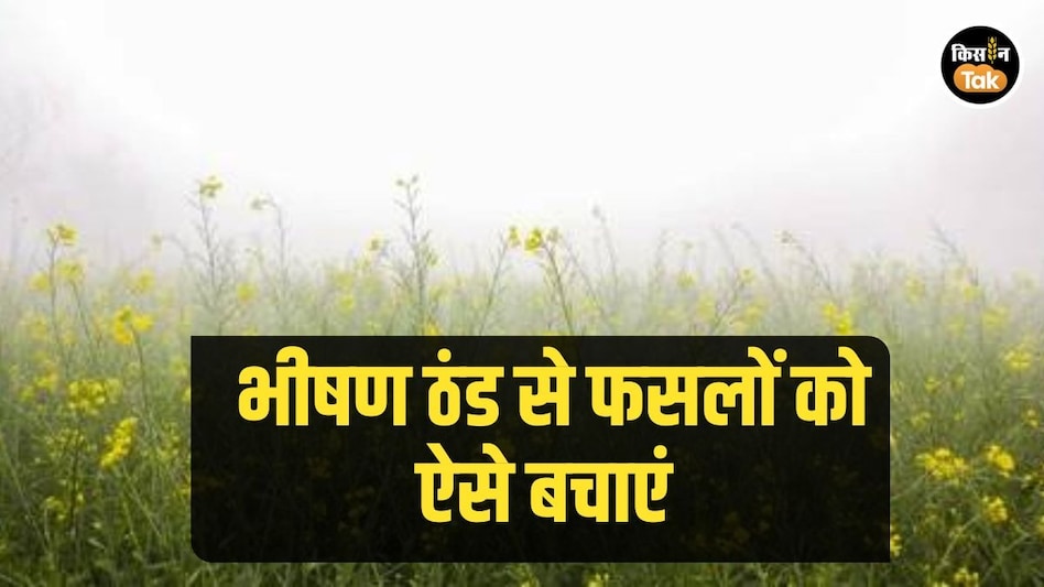 सावधान! भीषण ठंड और पाले से फसलों को बचाने के लिए उपकार ने सुझाए ये रामबाण उपाय सावधान! भीषण ठंड और पाले से फसलों को बचाने के लिए उपकार ने सुझाए ये रामबाण उपाय