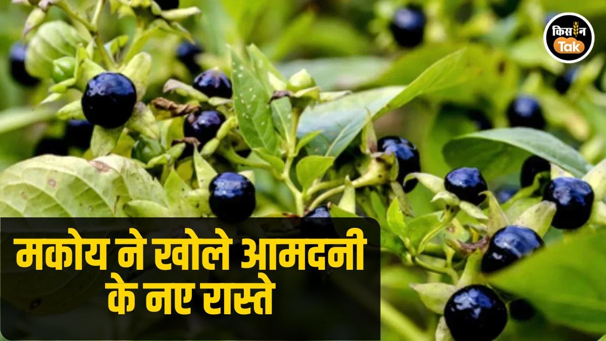 मकोय की खेती से लगातार हो रहा मुनाफा