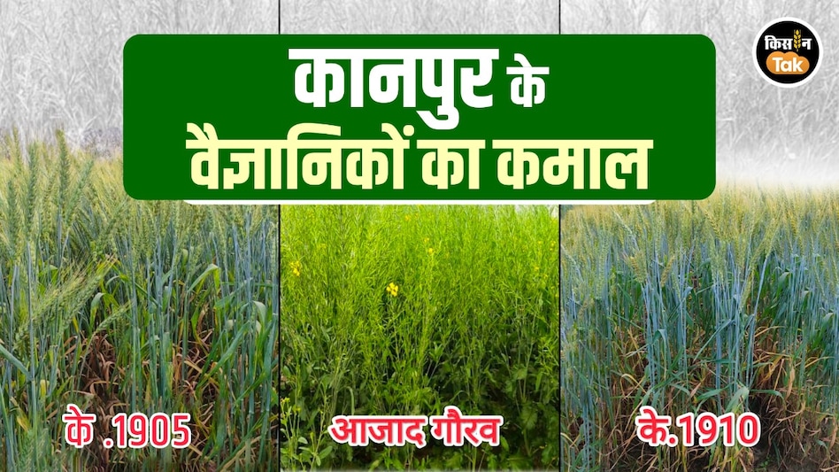 CSA के वैज्ञानिकों का कमाल! गेहूं और सरसों की तैयार की 3 नई वैरीयटीज, किसानों को होगा फायदा ही फायदा CSA के वैज्ञानिकों का कमाल! गेहूं और सरसों की तैयार की 3 नई वैरीयटीज, किसानों को होगा फायदा ही फायदा