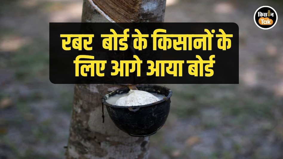 Rubber Production: दूर होंगी रबर किसानों की मुश्किलें, बोर्ड ने उठाए बड़े कदम Rubber Production: दूर होंगी रबर किसानों की मुश्किलें, बोर्ड ने उठाए बड़े कदम