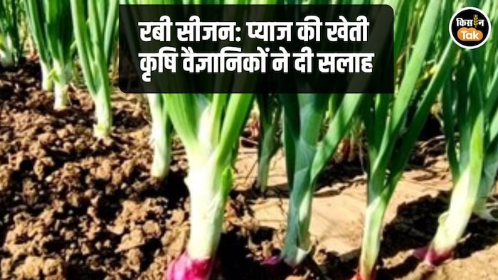 Onion Farming Tips