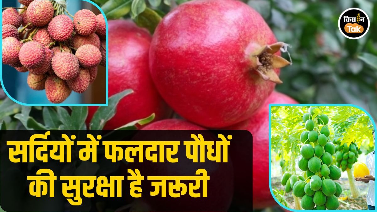 Farming Tips: सर्दियों में बागवानी का ये है सही फॉर्मूला, तभी फसल रहेगी सुरक्षित, वरना होगा नुकसान