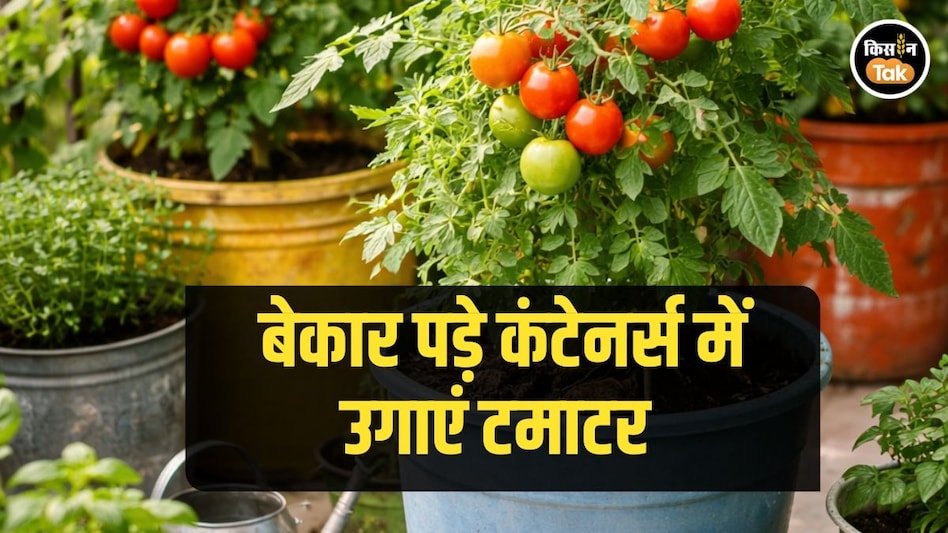 Kitchen Gardening: घर पर बेकार पड़े कंटेनर्स में कैसे उगाएं फ्रेश टमाटर, बहुत आसान है यह ट्रिक Kitchen Gardening: घर पर बेकार पड़े कंटेनर्स में कैसे उगाएं फ्रेश टमाटर, बहुत आसान है यह ट्रिक