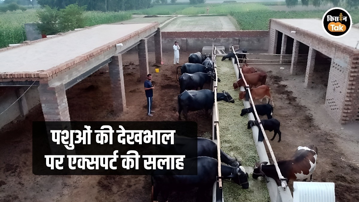 Dairy Animals: सर्दी का सितम जारी, गाय-भैंस को ठंड और पाले से बचाने के लिए अपनाएं ये अचूक उपाय