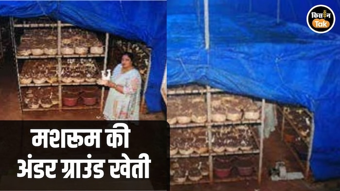 Mushroom Farming Underground