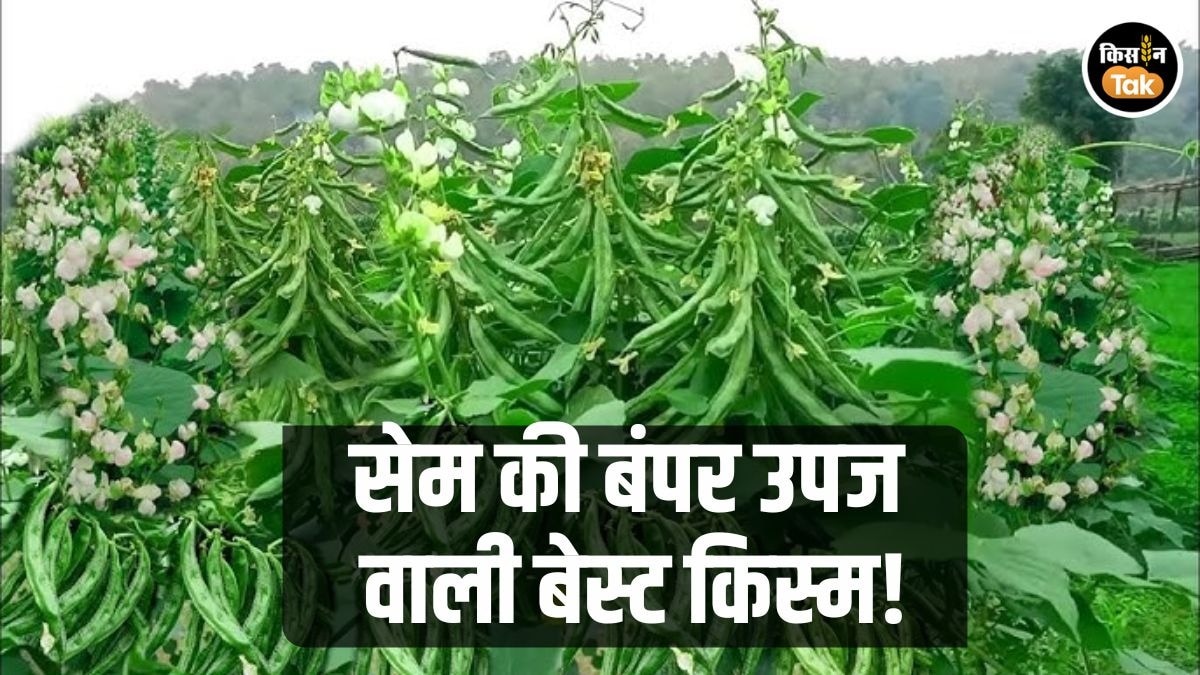 सेम की खेती