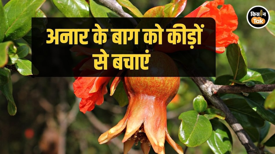 Gardening Trick: अनार के बागों में कीड़े को खत्म करने की खास ट्रिक, एक भी फल नहीं होगा बेकार Gardening Trick: अनार के बागों में कीड़े को खत्म करने की खास ट्रिक, एक भी फल नहीं होगा बेकार