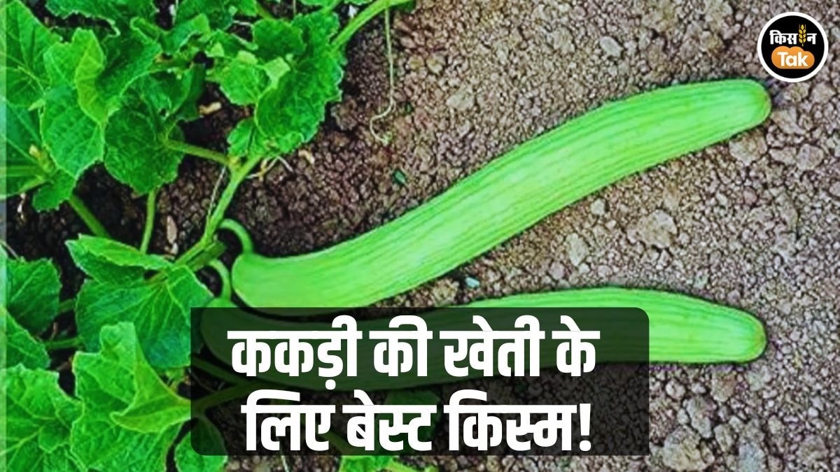 ककड़ी की खेती