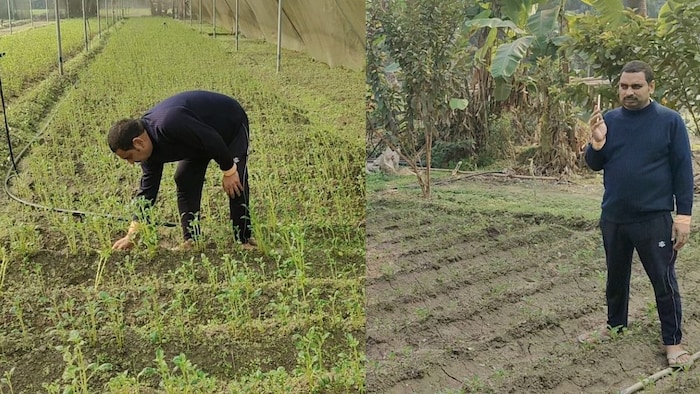 आलू की खेती