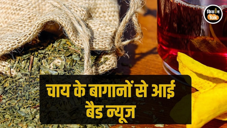 Tea Production: भारत में चाय का उत्पादन में आई गिरावट, खराब मौसम बना बड़ी वजह Tea Production: भारत में चाय का उत्पादन में आई गिरावट, खराब मौसम बना बड़ी वजह