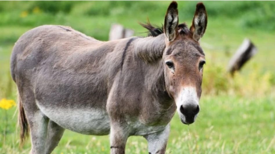 Donkey in NLM: गधों का कुनबा बढ़ाने के लिए NLM में सरकार दे रही 50 लाख रुपये, पढ़ें डिटेल Donkey in NLM: गधों का कुनबा बढ़ाने के लिए NLM में सरकार दे रही 50 लाख रुपये, पढ़ें डिटेल
