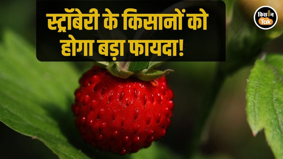 Strawberry price: महाराष्ट्र में स्ट्रॉबेरी की कीमतें आसमान पर, फल के शौकीन परेशान तो किसानों के चेहरे खिले Strawberry price: महाराष्ट्र में स्ट्रॉबेरी की कीमतें आसमान पर, फल के शौकीन परेशान तो किसानों के चेहरे खिले
