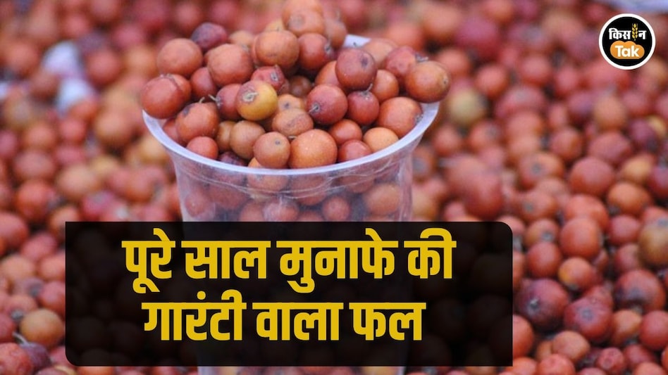 Fruit Farming: पूरे साल नहीं उगता यह फल फिर भी मुनाफा देता है भरपूर, प्रोसेसिंग इंडस्ट्री में है इसकी बड़ी मांग Fruit Farming: पूरे साल नहीं उगता यह फल फिर भी मुनाफा देता है भरपूर, प्रोसेसिंग इंडस्ट्री में है इसकी बड़ी मांग