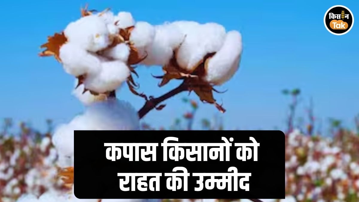 Cotton Farmers News