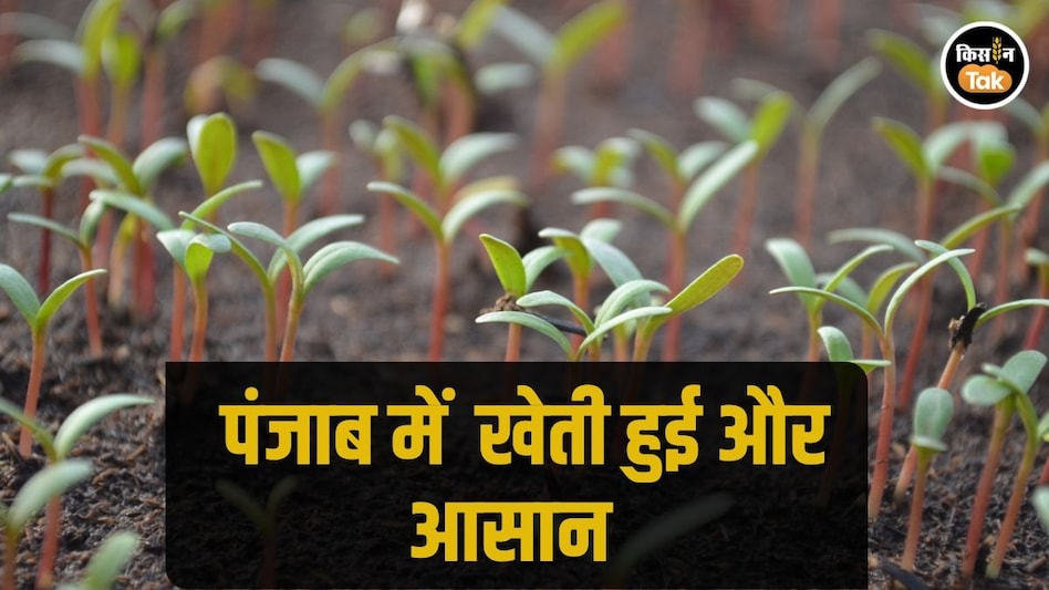 Organic Farming: पंजाब ने निकाली सस्ती खेती की राह, किसानों को कम कीमत पर मिल रहे बायो-फर्टिलाइजर Organic Farming: पंजाब ने निकाली सस्ती खेती की राह, किसानों को कम कीमत पर मिल रहे बायो-फर्टिलाइजर