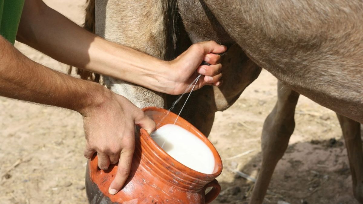 ऊंटनी के दूध 