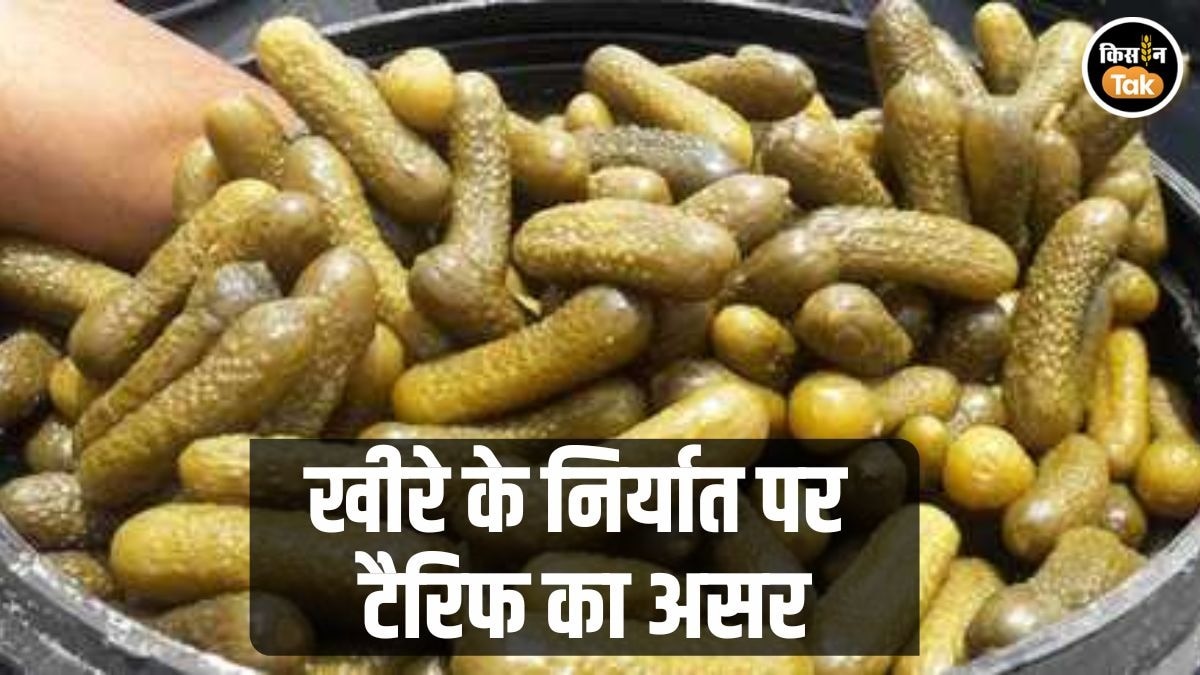 खीरे का निर्यात