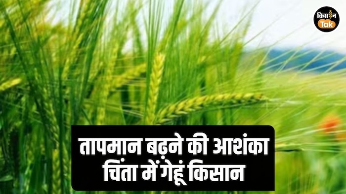 Wheat Crop Temperature Impact Fear