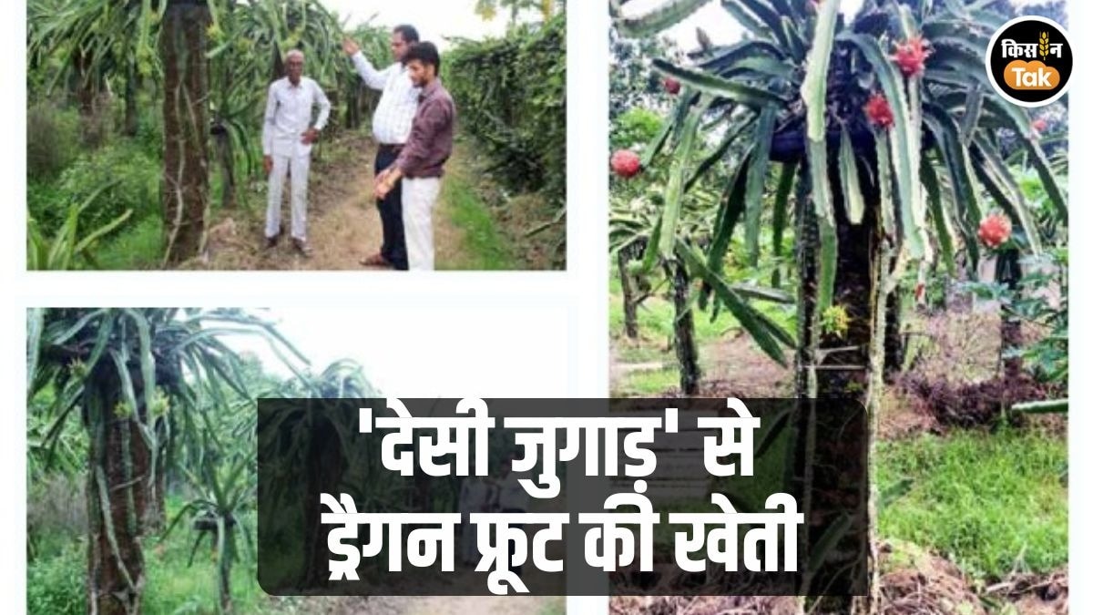 ड्रैगन फ्रूट की खेती