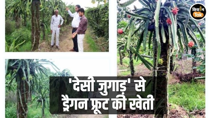 ड्रैगन फ्रूट की खेती