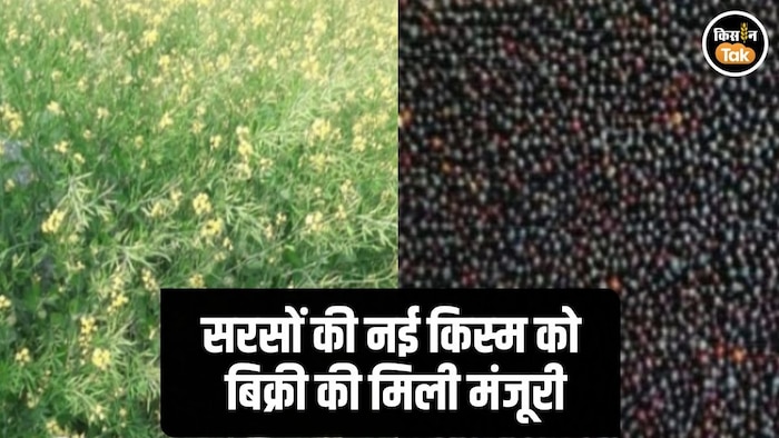 Govardhan Mustard Variety Sale Permission