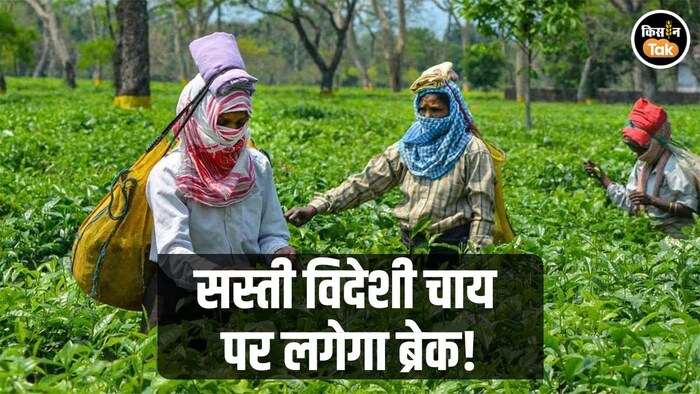 टी बोर्ड का बड़ा फैसला