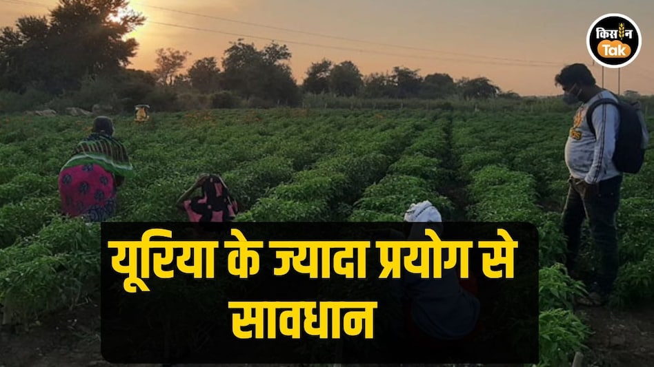 Urea Usage: ज्यादा यूरिया करते हैं प्रयोग तो जान लें कितना है नुकसान, समझें इसके साइड इफेक्ट्स Urea Usage: ज्यादा यूरिया करते हैं प्रयोग तो जान लें कितना है नुकसान, समझें इसके साइड इफेक्ट्स