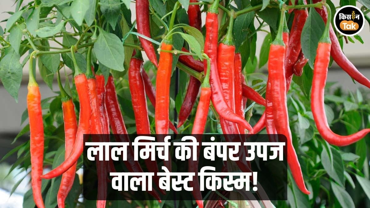 Red Chilli: जनवरी में खेती के लिए बेस्ट है मिर्च की ये लाल वैरायटी, सस्ते में यहां से मिलेंगे बीज