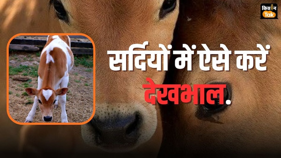 Calf Care: सर्दियों में जन्म लेने वाले बछड़े की कैसे करें देखभाल, क्या खिलाएं जानें सब कुछ Calf Care: सर्दियों में जन्म लेने वाले बछड़े की कैसे करें देखभाल, क्या खिलाएं जानें सब कुछ