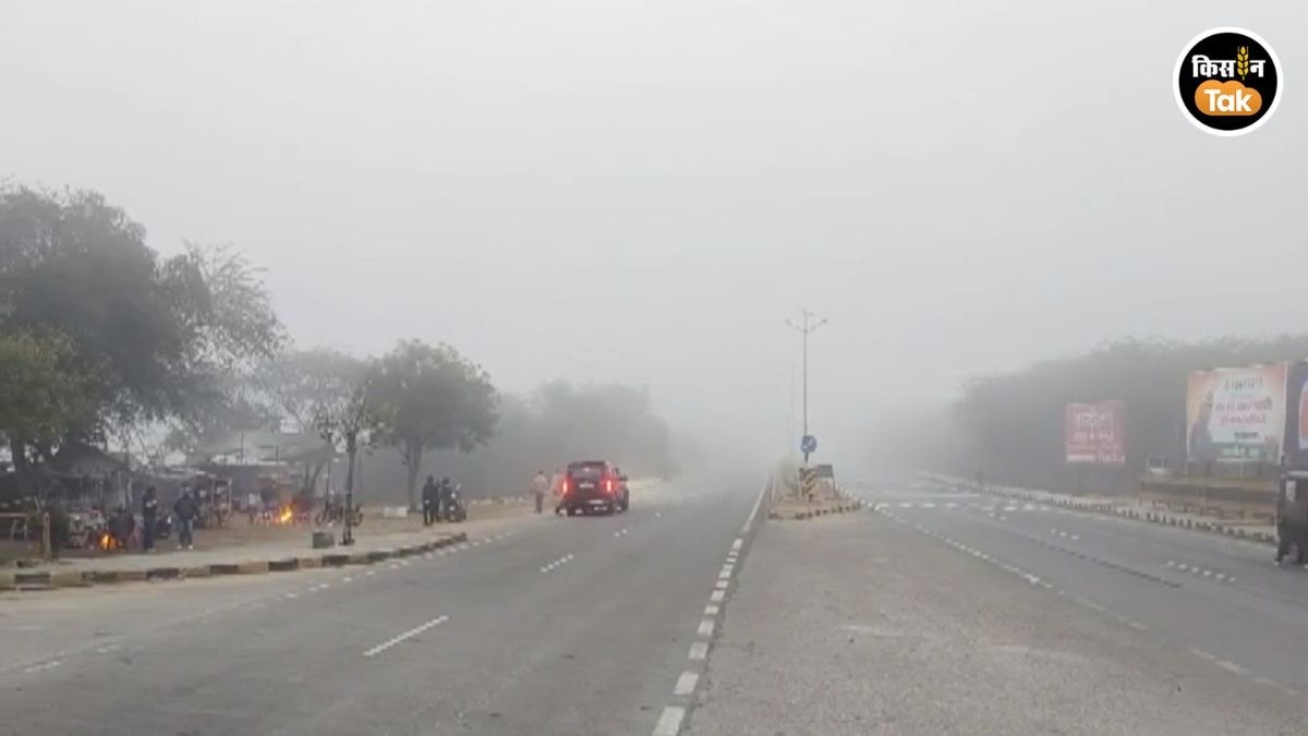 Crop Care: सर्द हवाओं और कोहरे ने बढ़ाई ठंड, फसलों की सुरक्षा जरूरी