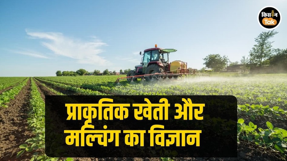Natural Farming Tips: प्राकृतिक खेती में मल्चिंग देती है मिट्टी को नया जीवन, जानें इसका विज्ञान Natural Farming Tips: प्राकृतिक खेती में मल्चिंग देती है मिट्टी को नया जीवन, जानें इसका विज्ञान