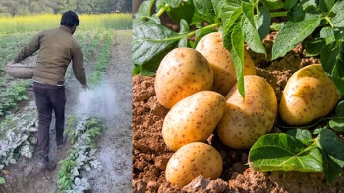 आलू को पाले से बचाएगी राख